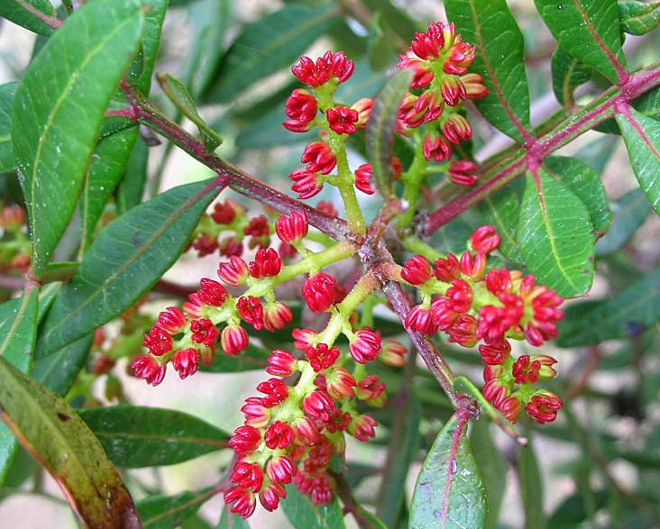 Pistacia Lentiscus / Lentisco